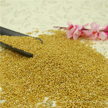 High qualtiy Yellow Millet in Husk,2012 new crop